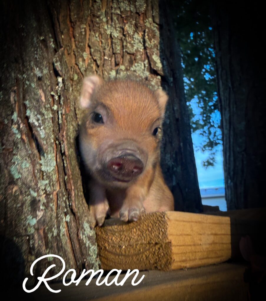 Roman, male Juliana mini piglet