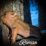 Roman, male Juliana mini piglet