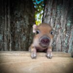 Roman, male Juliana mini piglet
