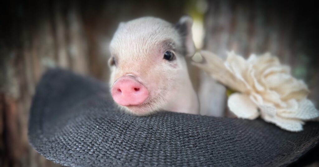 Rosey mini piglet sitting in a black hat with a cream flower