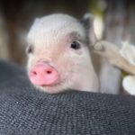 Rosey mini piglet sitting in a black hat with a cream flower