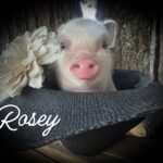 Rosey mini piglet sitting in a black hat with a cream flower