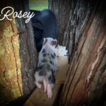 Rosey mini piglet showing her spotted back